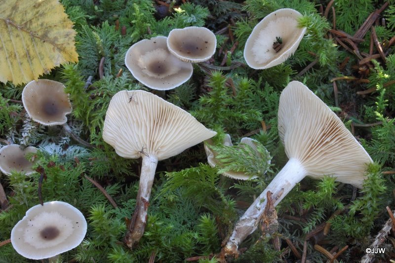 Clitocybe metachroa